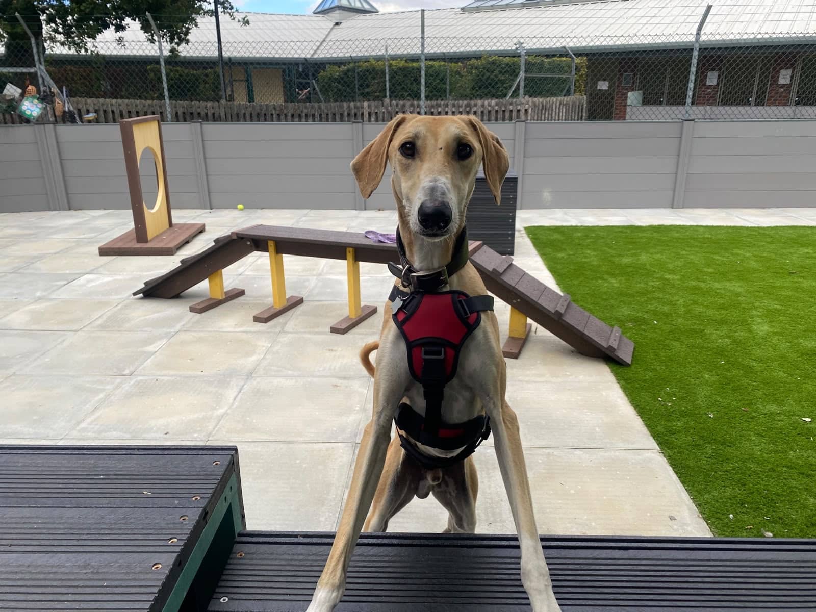 Fiji, lurcher for adoption in Godmanchester