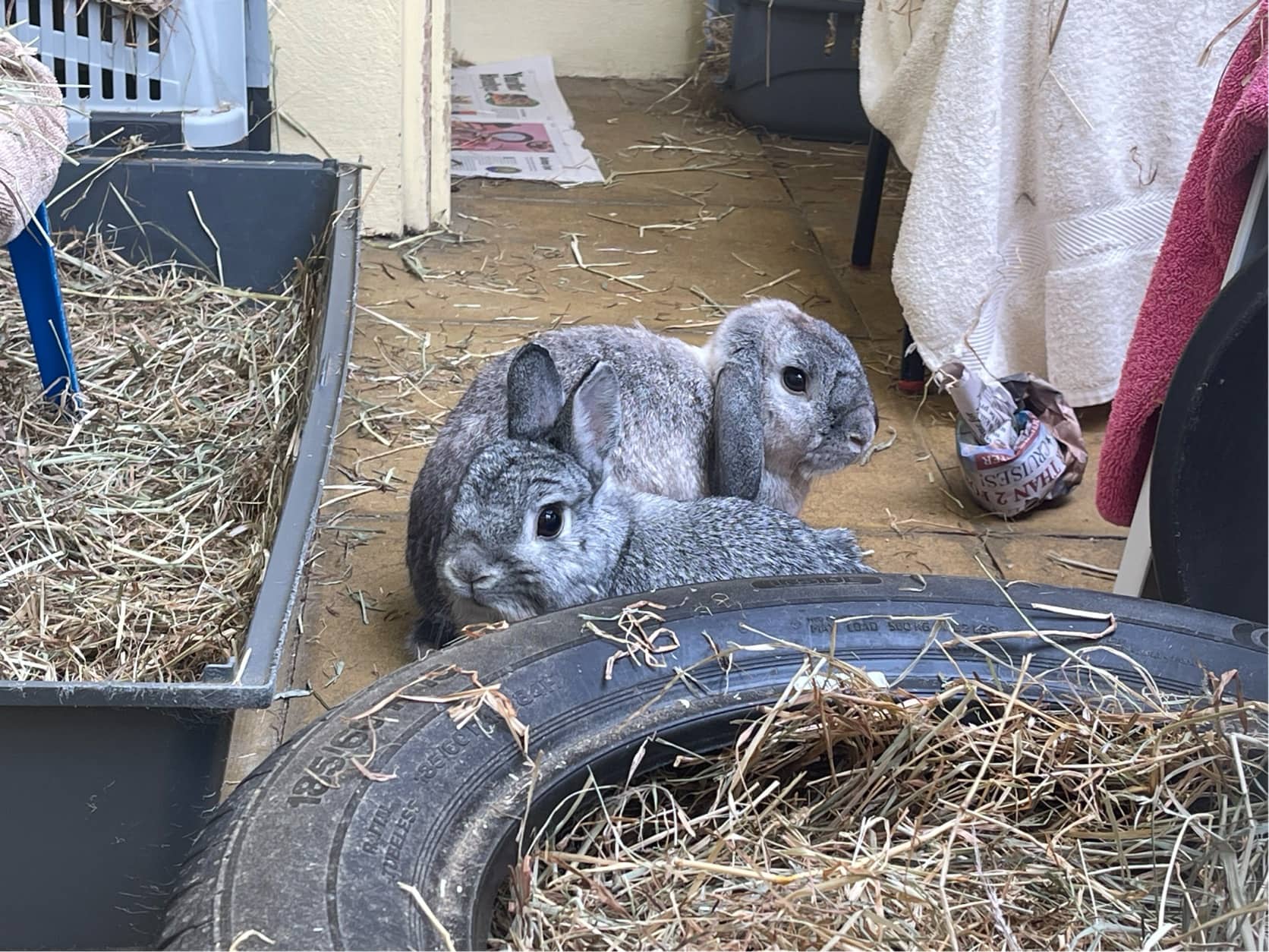 Dobby and Evie, netherland dwarf for adoption in Godmanchester