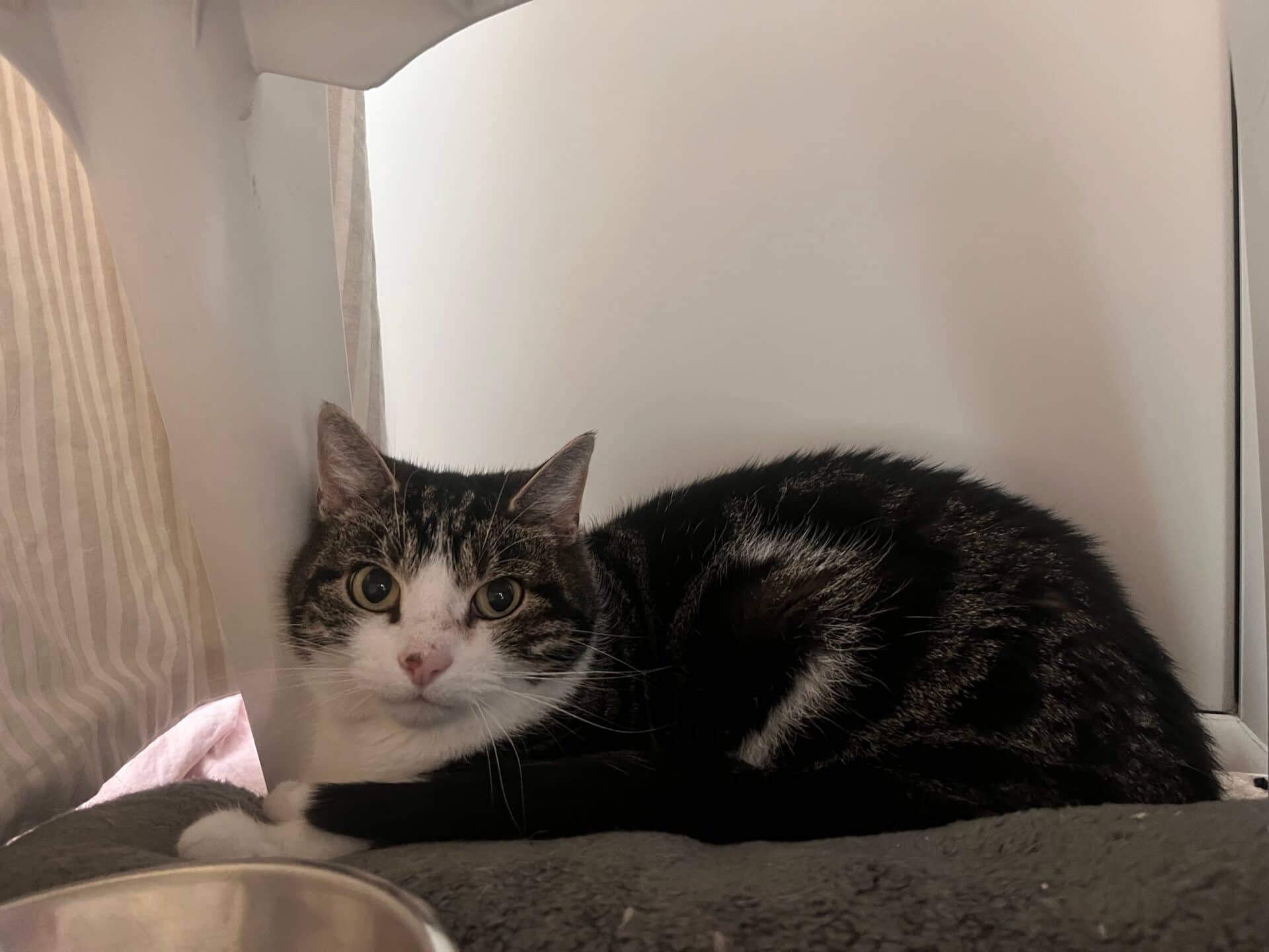 Rosso, domestic shorthair for adoption in Godmanchester