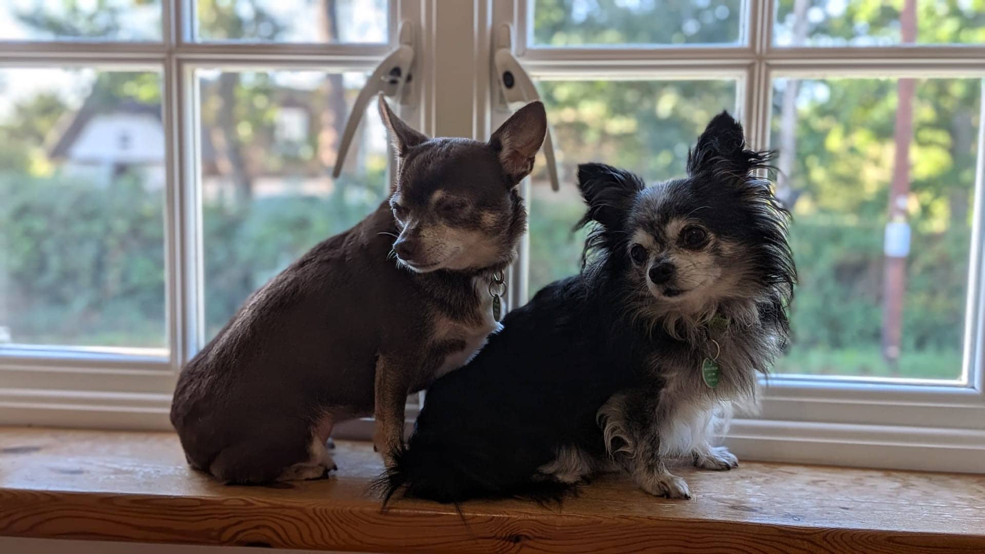Coco and Magic, chihuahua for adoption in Godmanchester