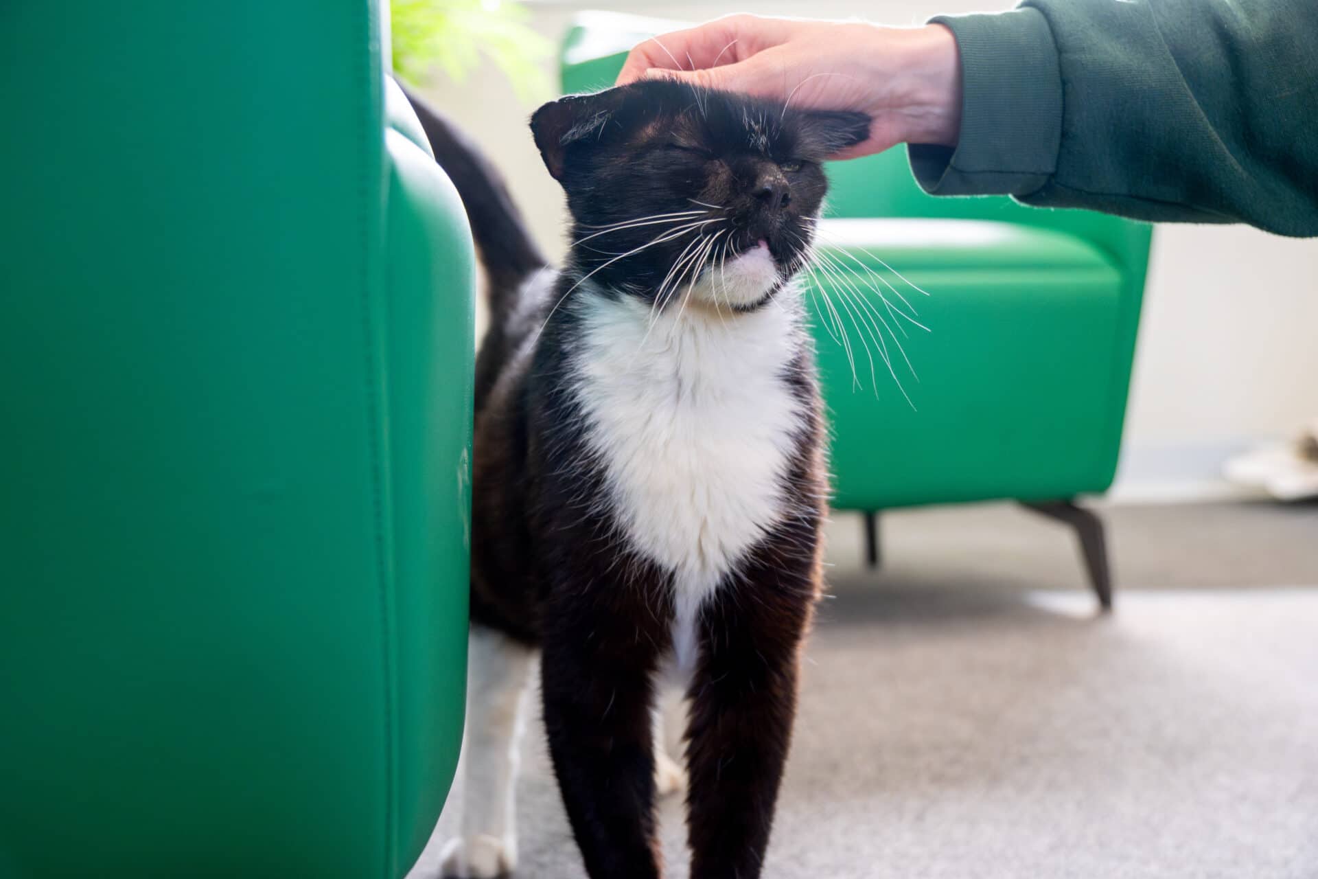 Miller, domestic shorthair for adoption in Godmanchester