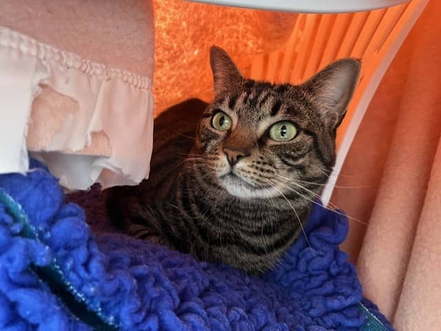 Mitsy, domestic shorthair for adoption in Godmanchester