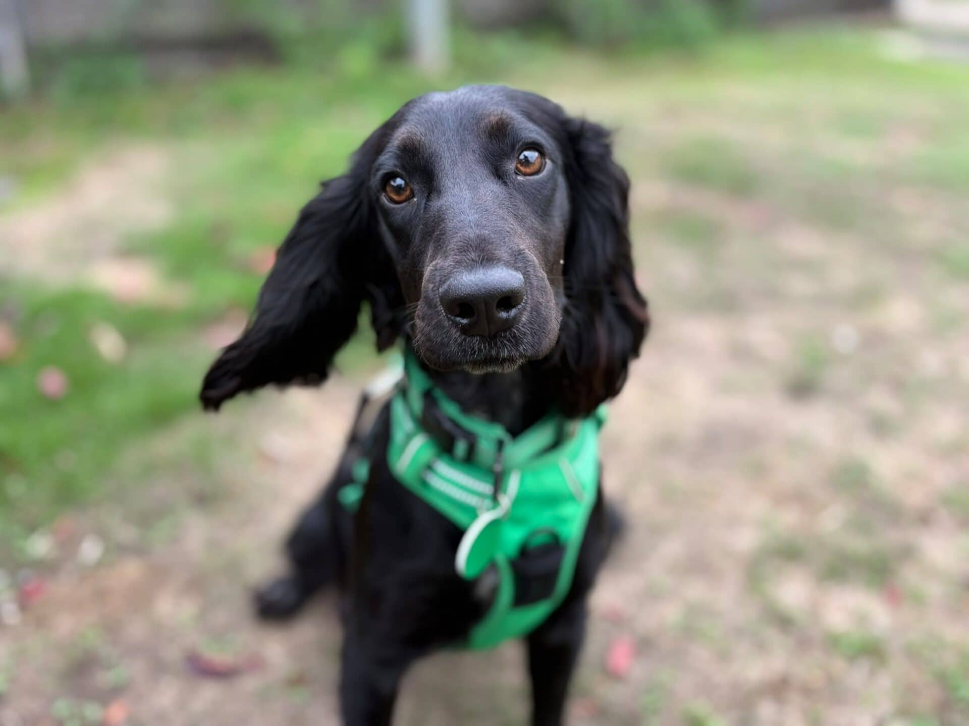 Raven, cocker spaniel for adoption in Godmanchester