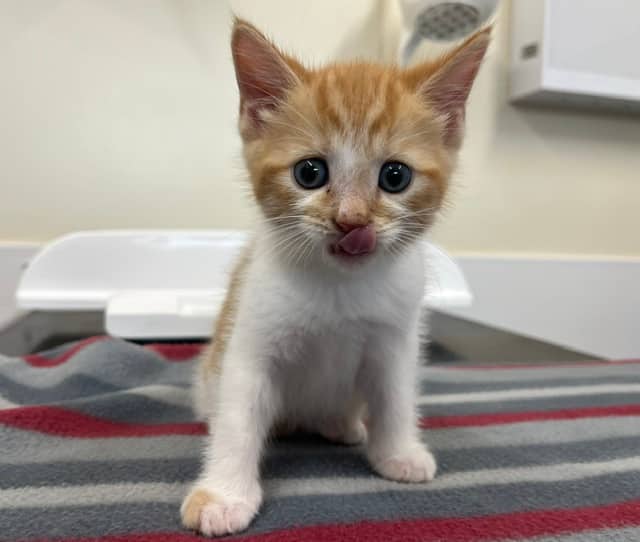 Semolina, Rice Pudding & Custard, domestic shorthair for adoption in Godmanchester