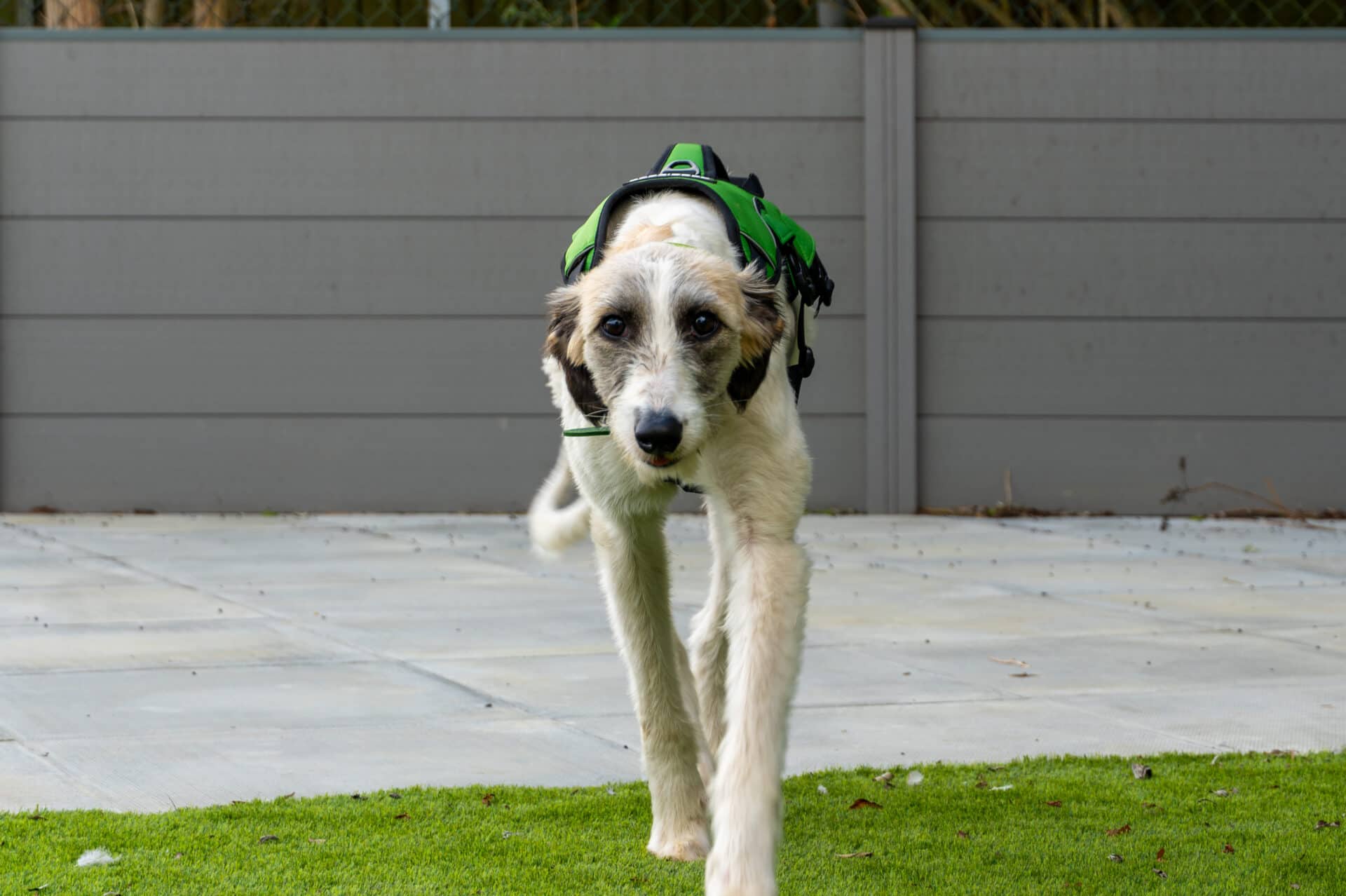 Sonia, lurcher for adoption in Godmanchester