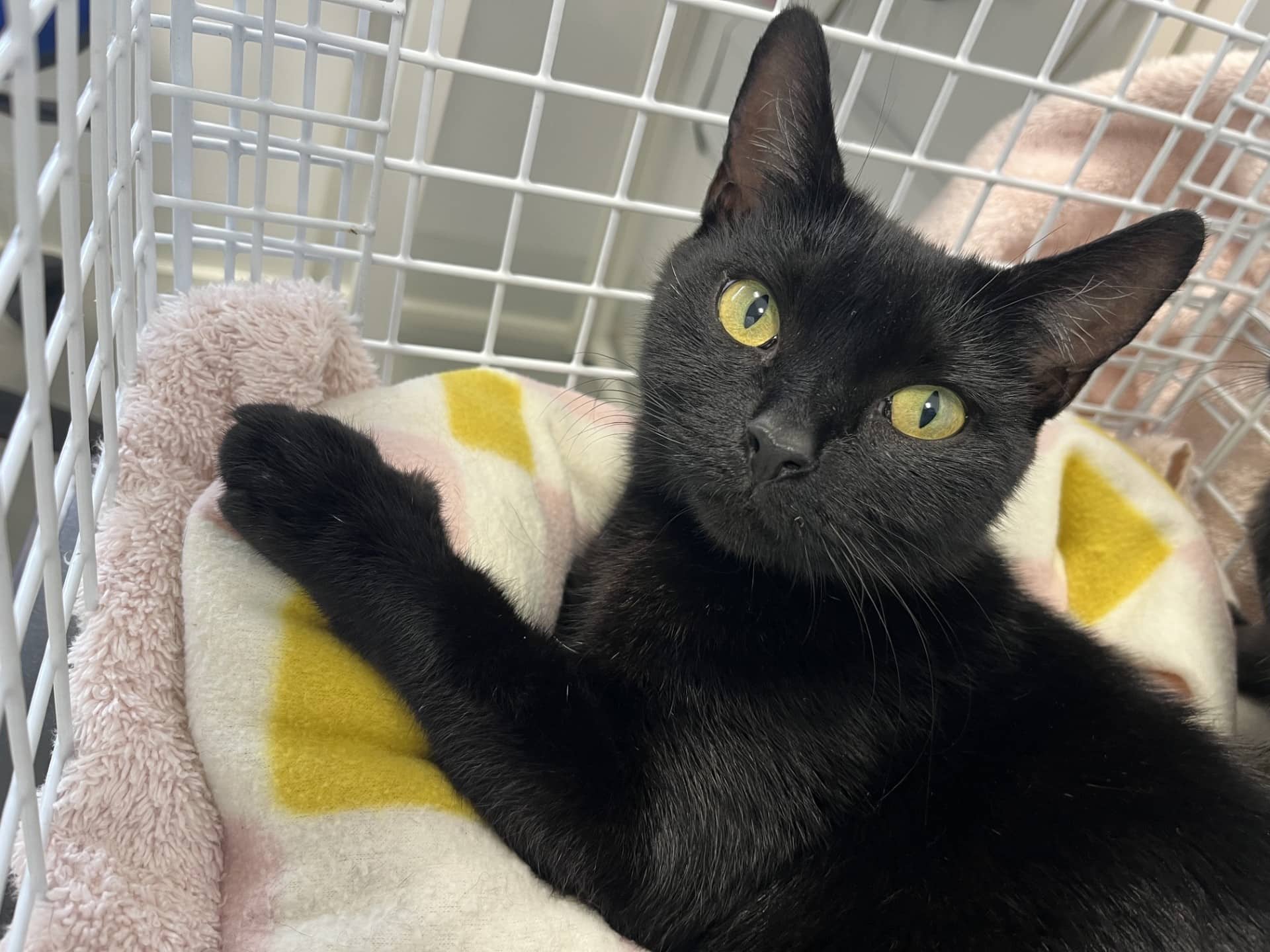 Stottie, domestic shorthair for adoption in Godmanchester