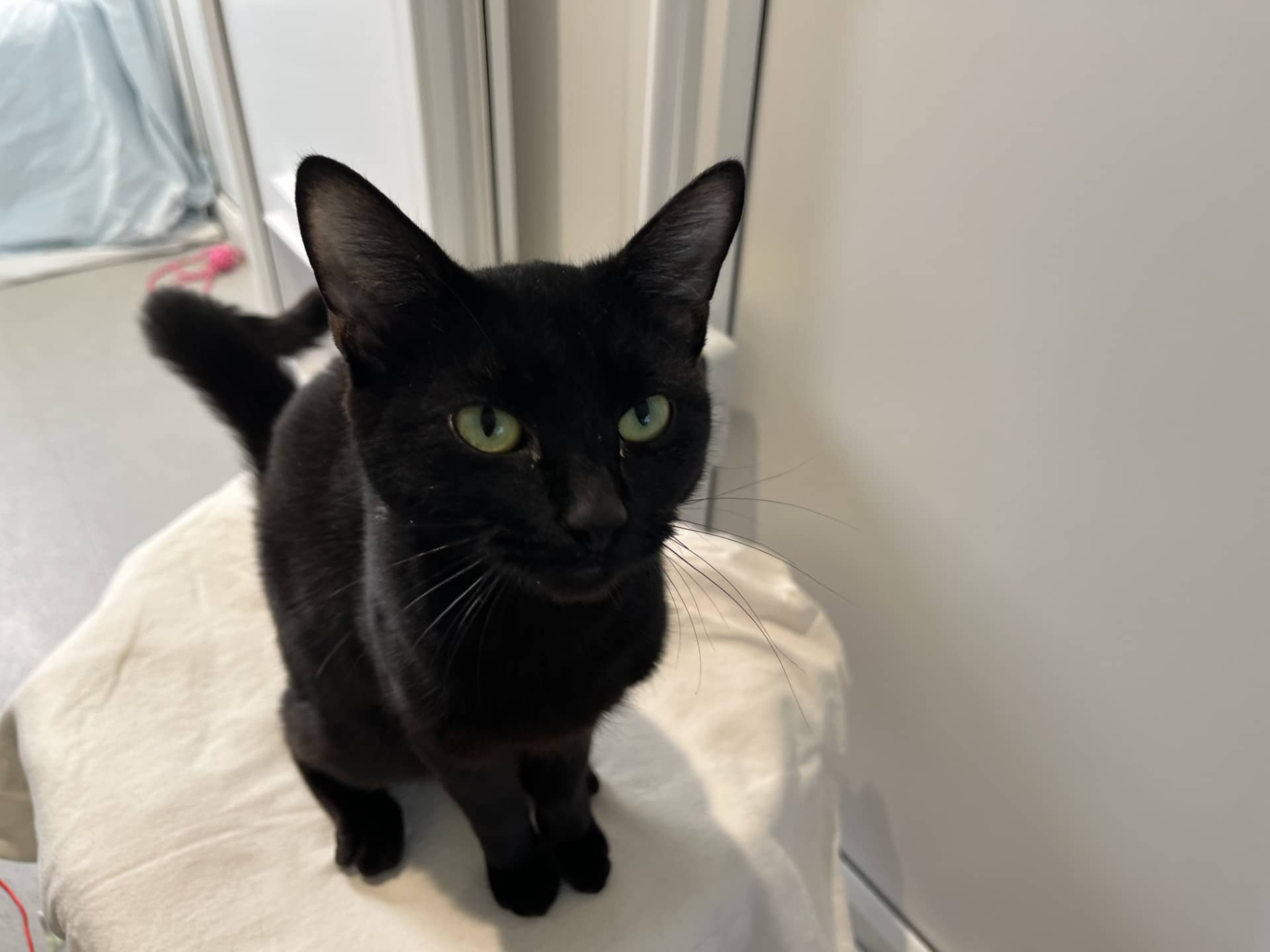 Wednesday, domestic shorthair for adoption in Godmanchester