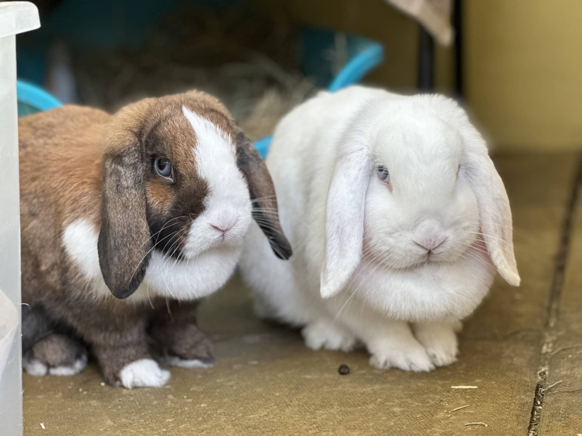 Coco and Hazel, mini lop for adoption in Godmanchester
