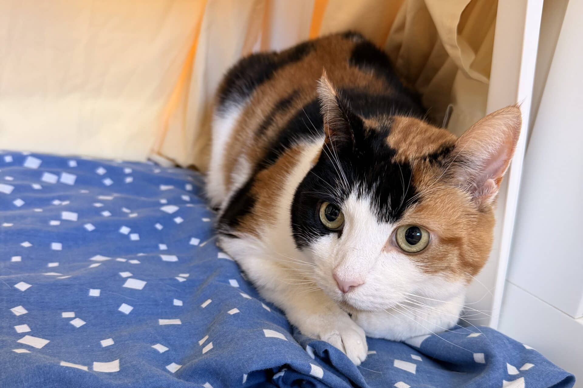 Cookie, domestic shorthair for adoption in Godmanchester