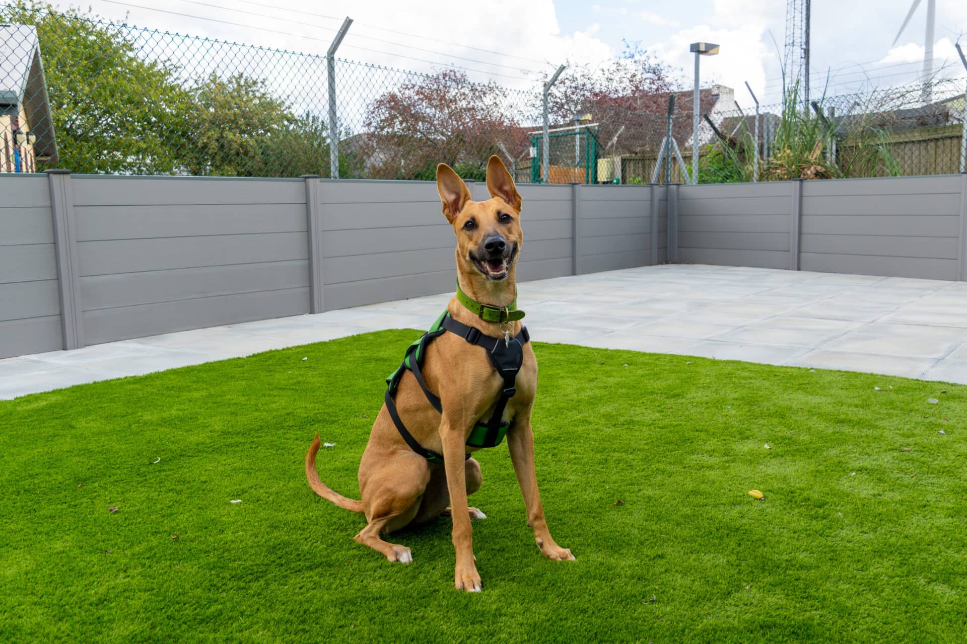 Angel, lurcher for adoption in Godmanchester