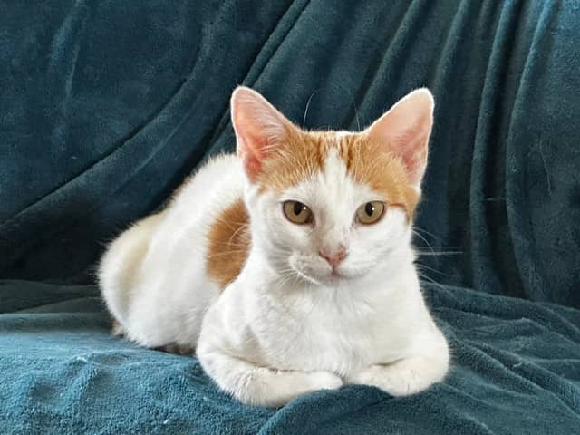 Lottie, domestic shorthair for adoption in Godmanchester