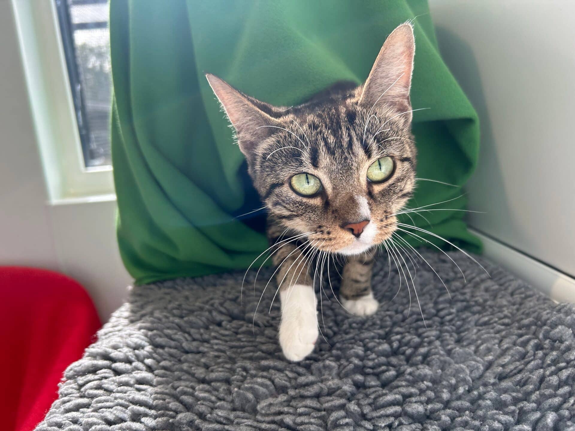 Missy & Mabel, domestic shorthair for adoption in Godmanchester