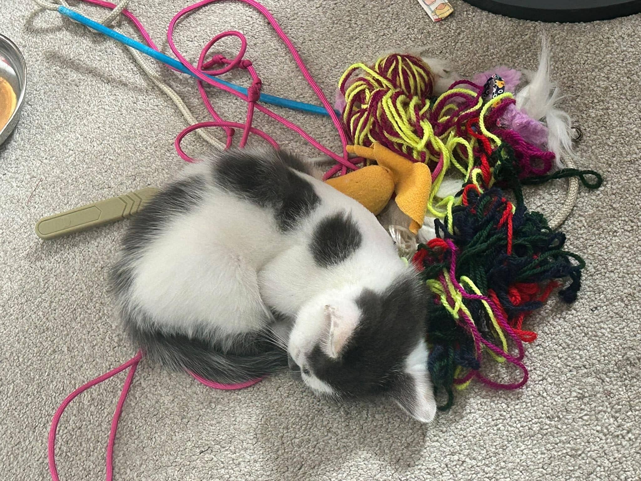 Amelia, domestic shorthair for adoption in Godmanchester
