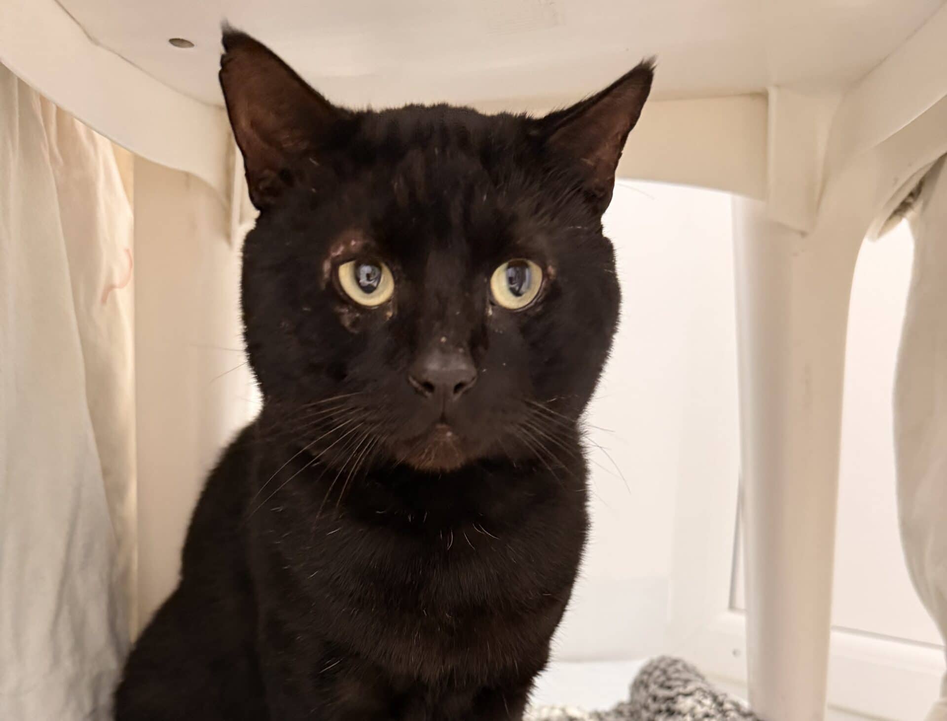 Taco, domestic shorthair for adoption in Godmanchester
