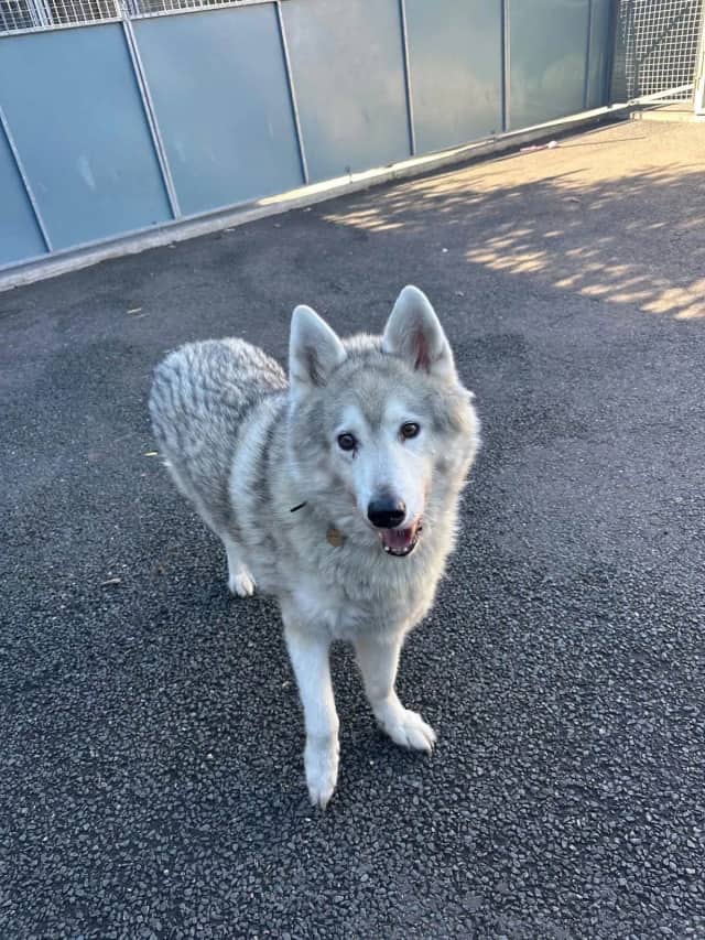 Rescue Dogs, Cats & Rabbits in Leeds | LocalPetFinder