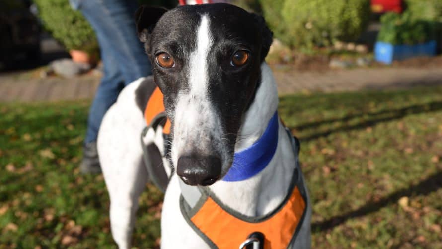 Crystal, greyhound for adoption in Old Windsor