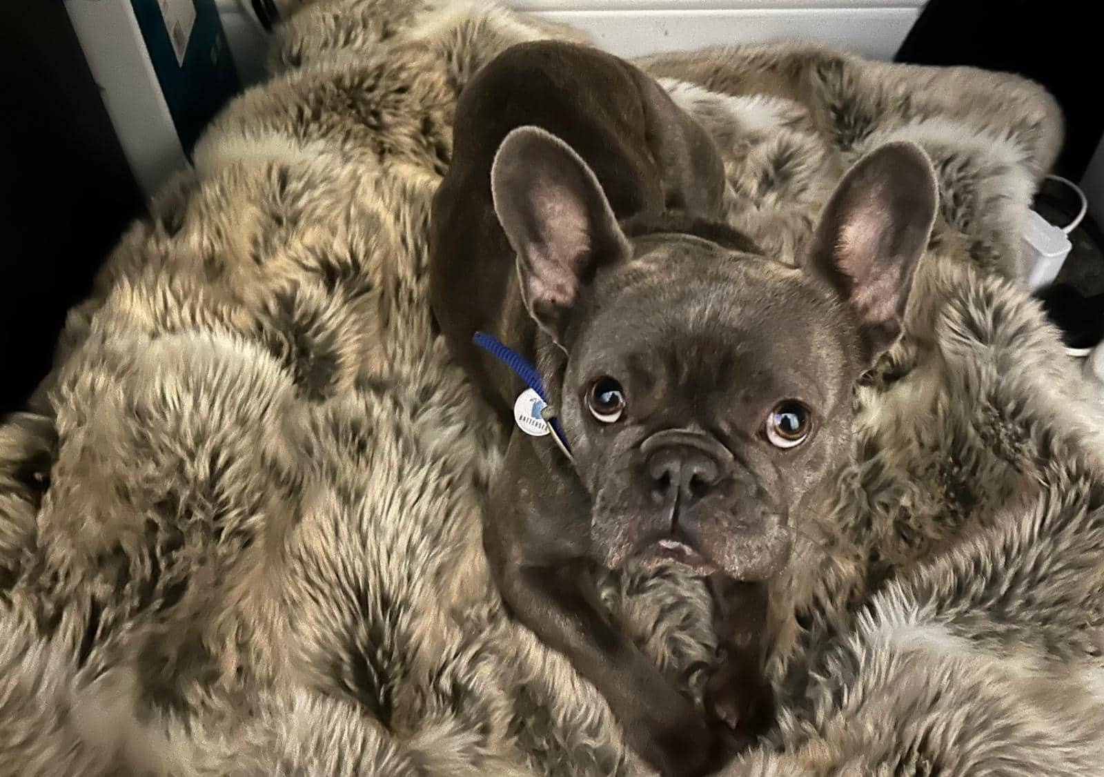 Mini Millie, photo 5