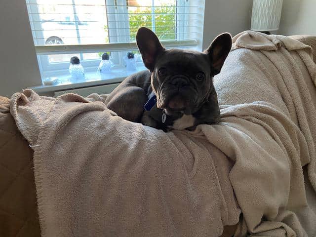Mini Millie, french bulldog for adoption in London