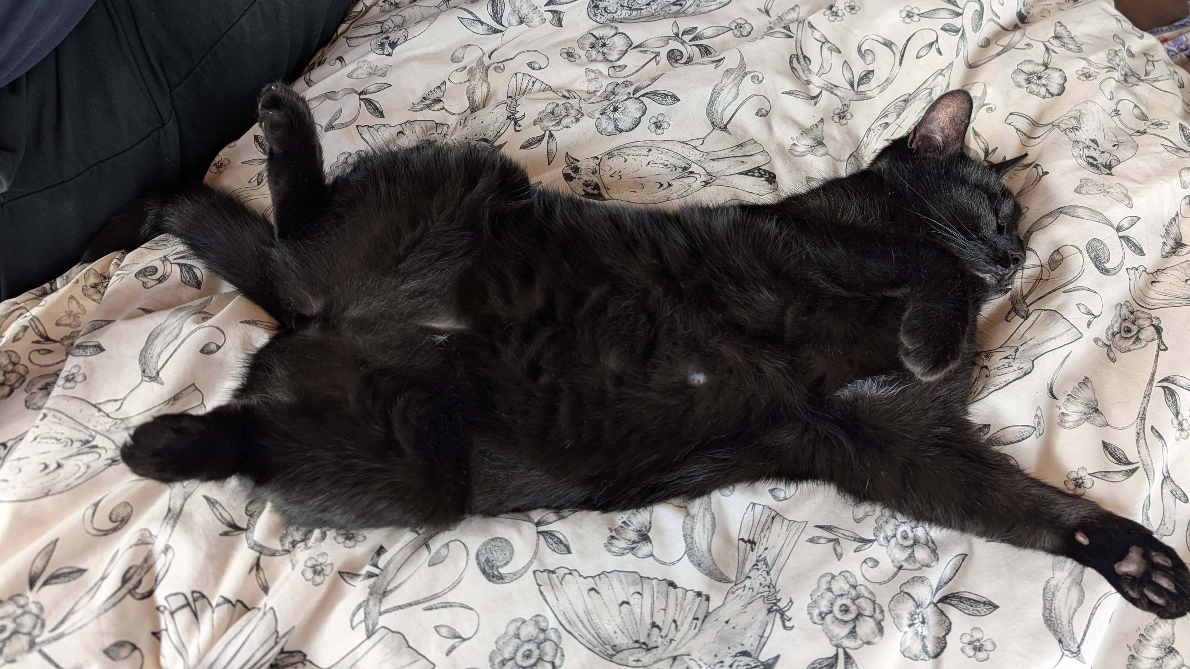 Nyx, photo 4