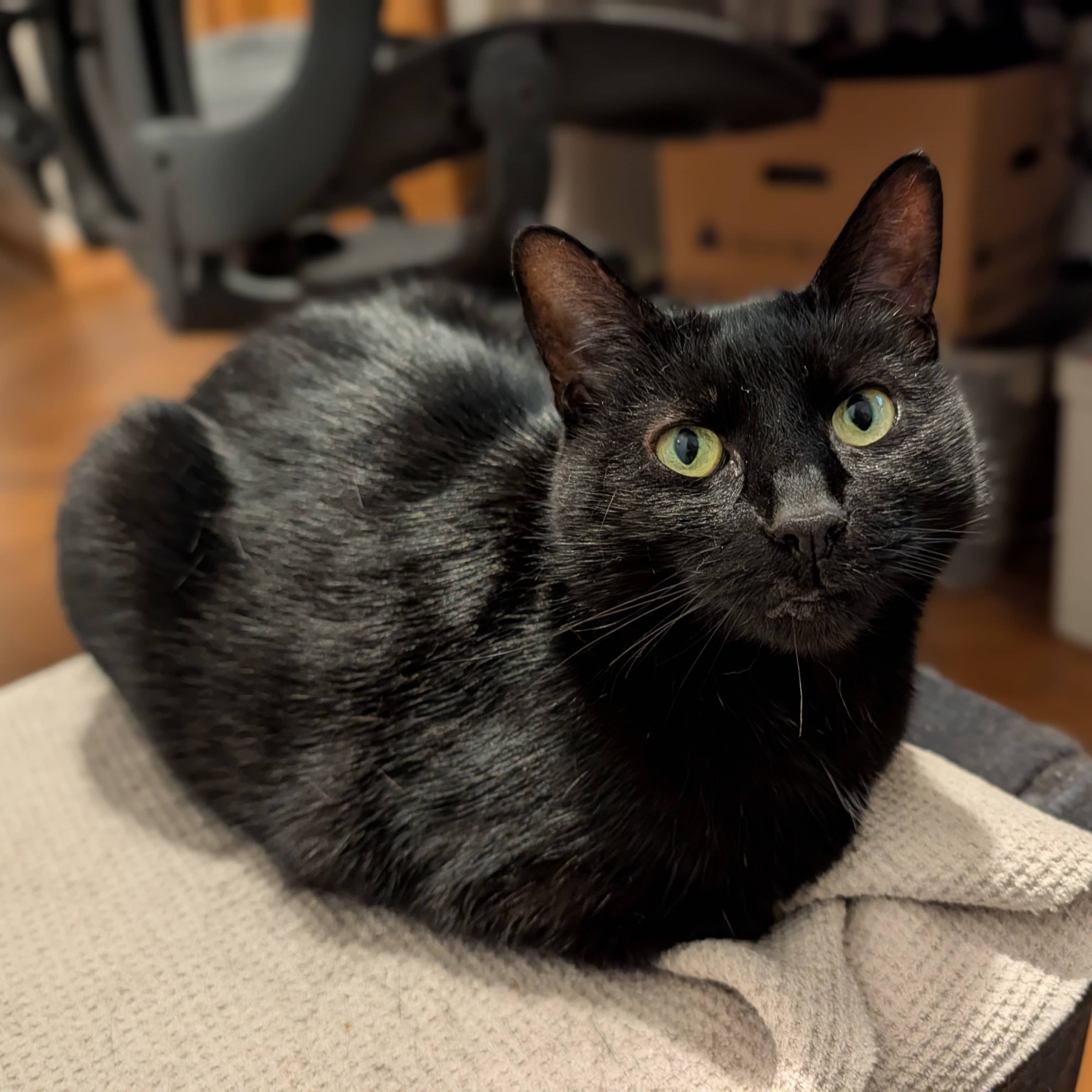 Nyx, photo 2