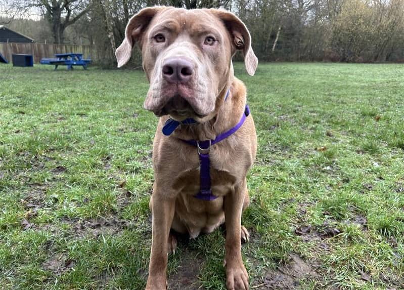 Betty, cane corso for adoption in Ash