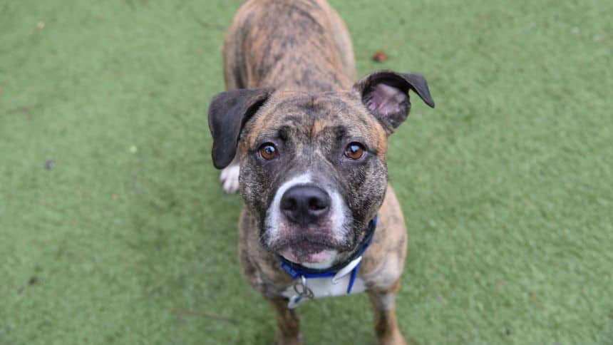Xena, american bulldog for adoption in Old Windsor