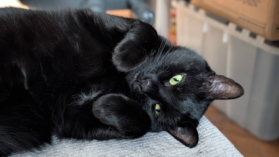 Nyx, photo 3