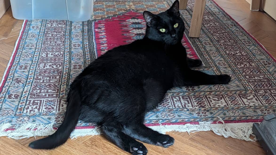 Nyx, domestic shorthair for adoption in London