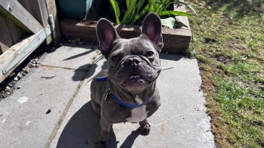Mini Millie, photo 2