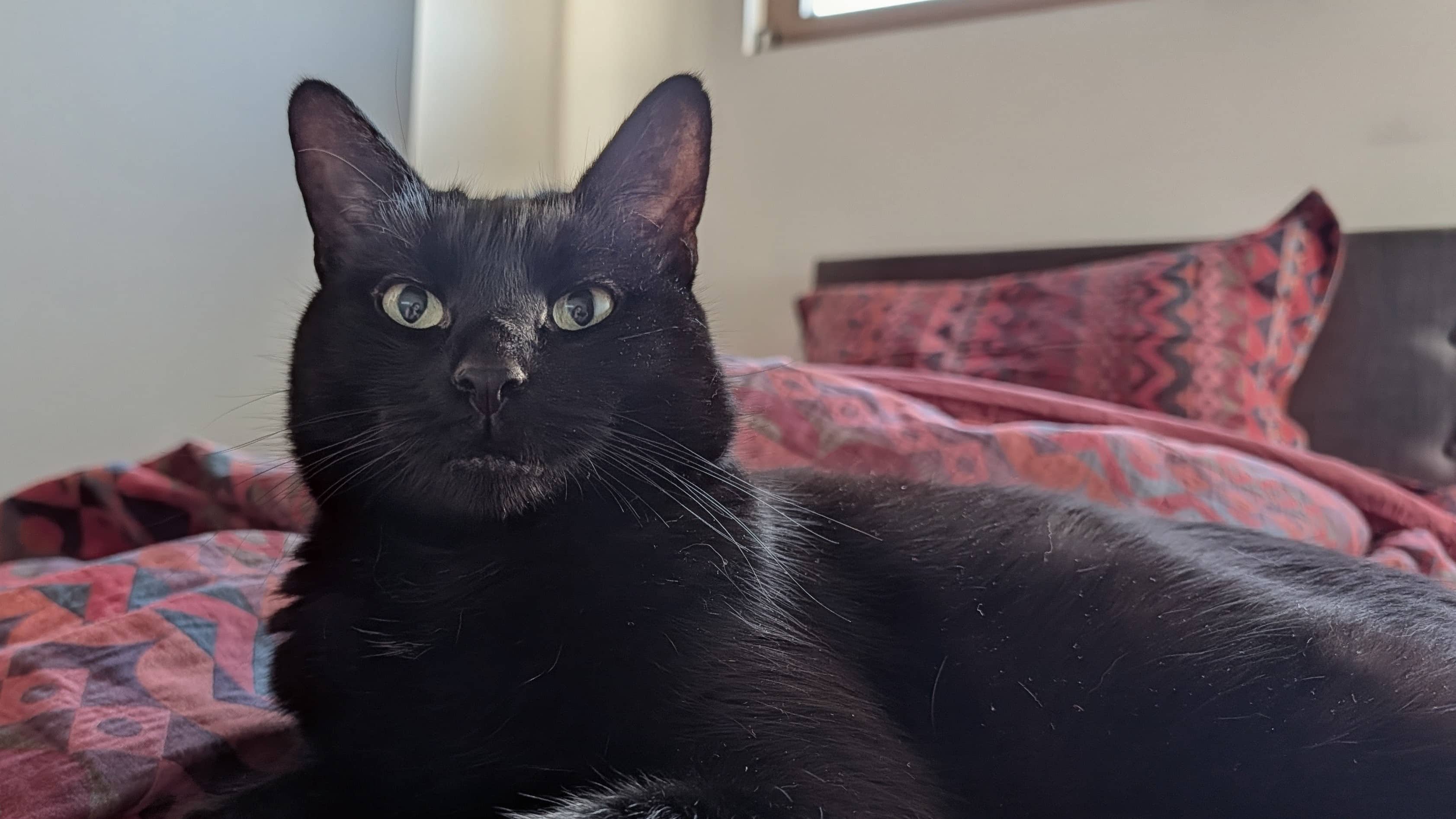 Nyx, photo 6