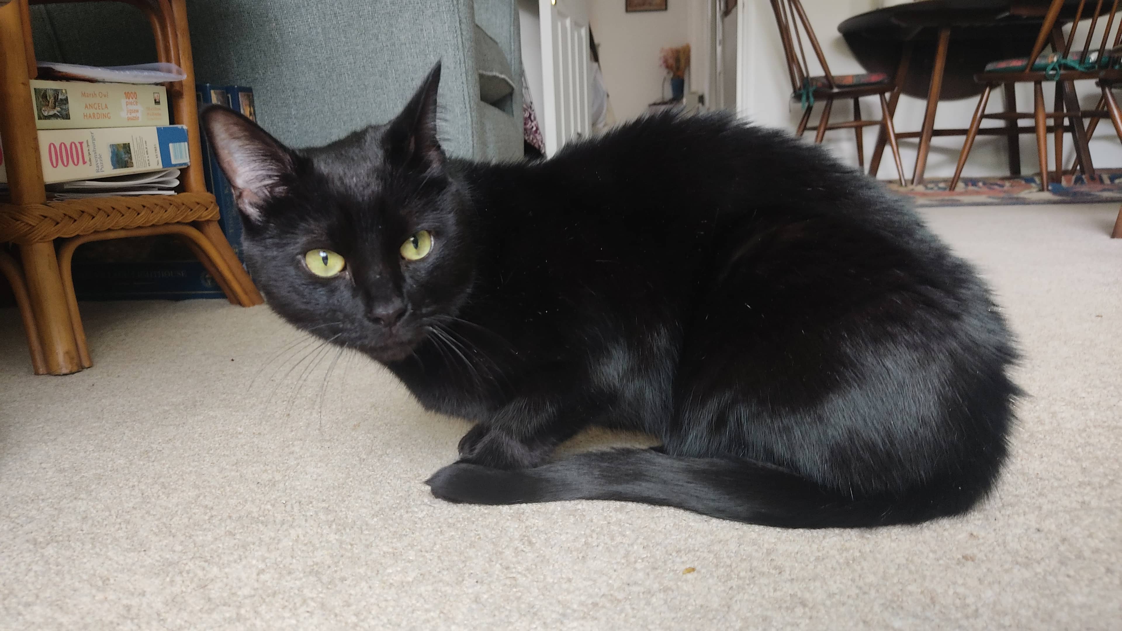 Womble, domestic shorthair for adoption in London