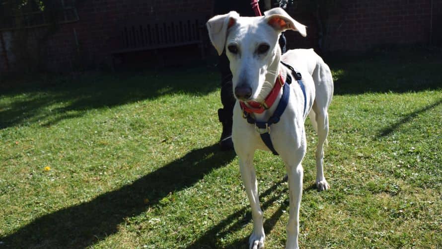 Chief, lurcher for adoption in London