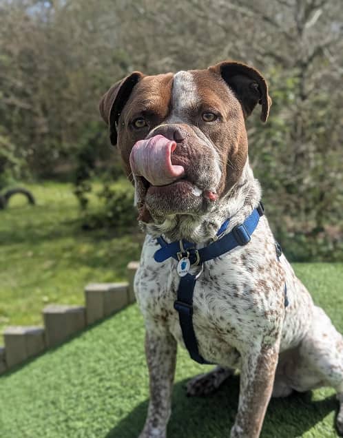 Popeye, bulldog for adoption in Ash