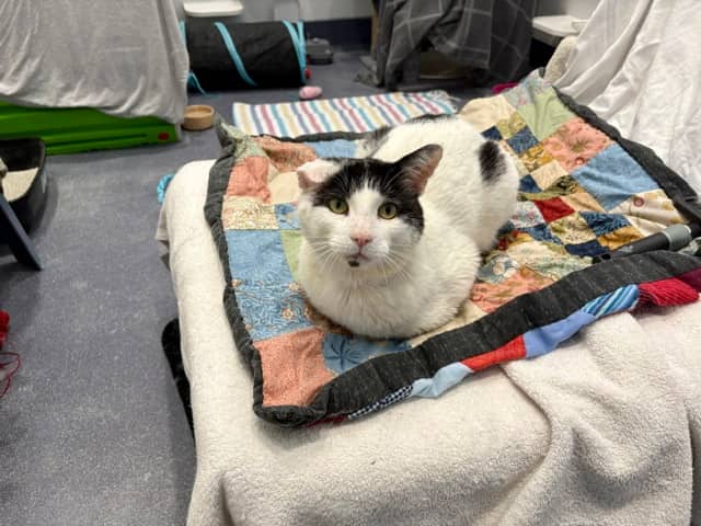 Bob Pawtimer, domestic shorthair for adoption in London