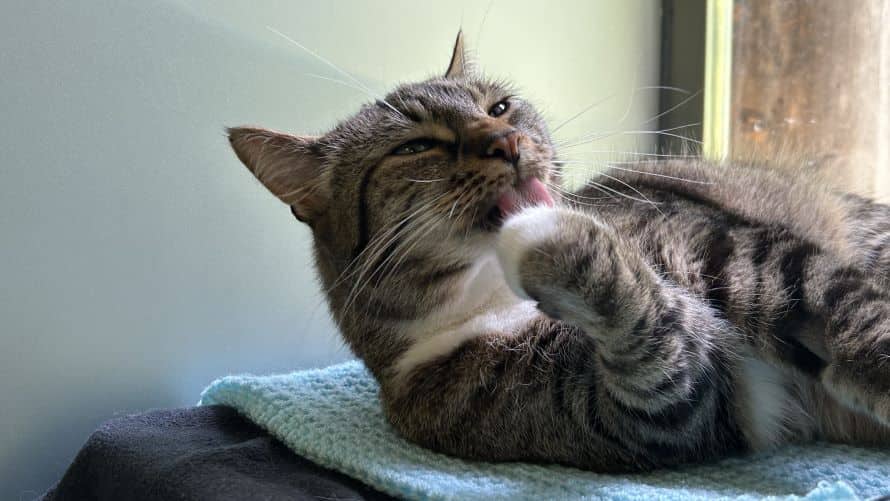 Sausage, domestic shorthair for adoption in London