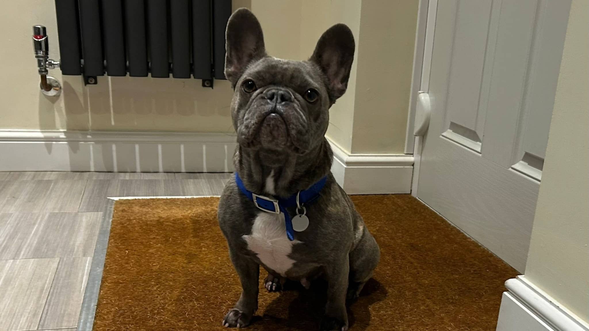 Mini Millie, photo 3