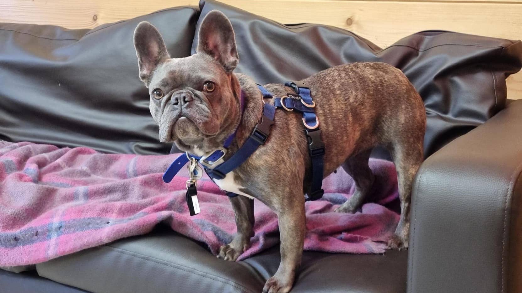 Mini Millie, photo 4