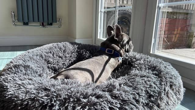 Mini Millie, photo 6