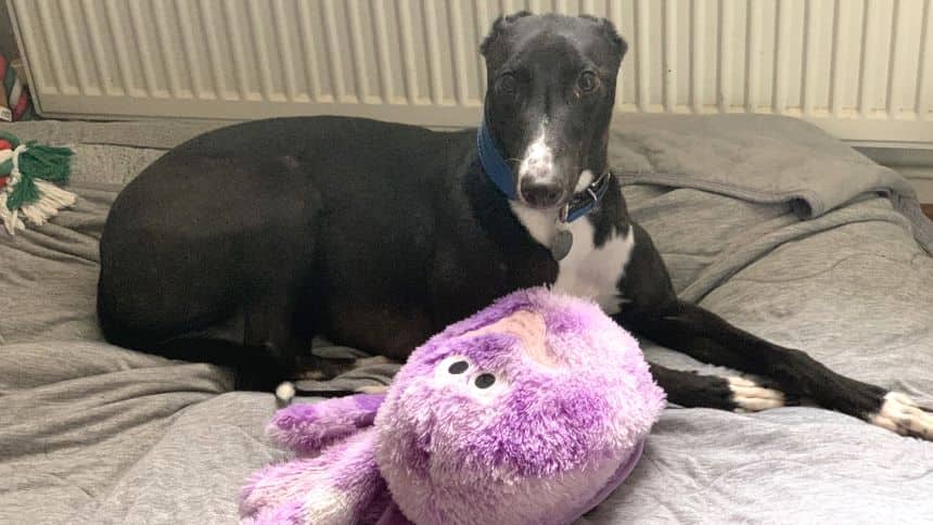 Leon, greyhound for adoption in London