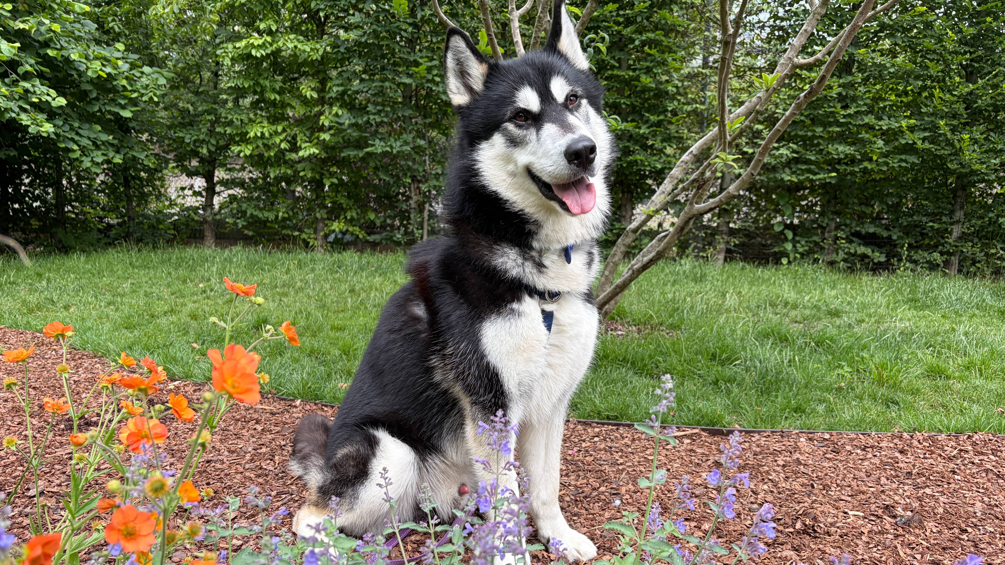 Knox, siberian husky for adoption in London