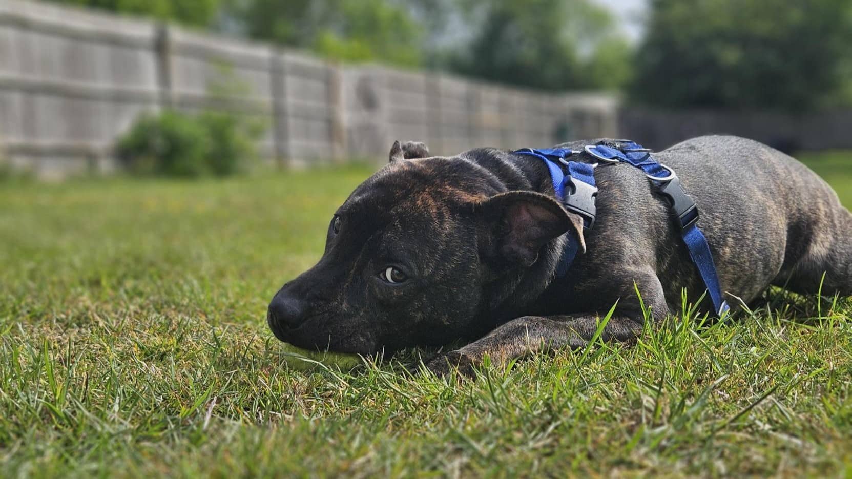 Rex, staff bull terrier for adoption in Ash