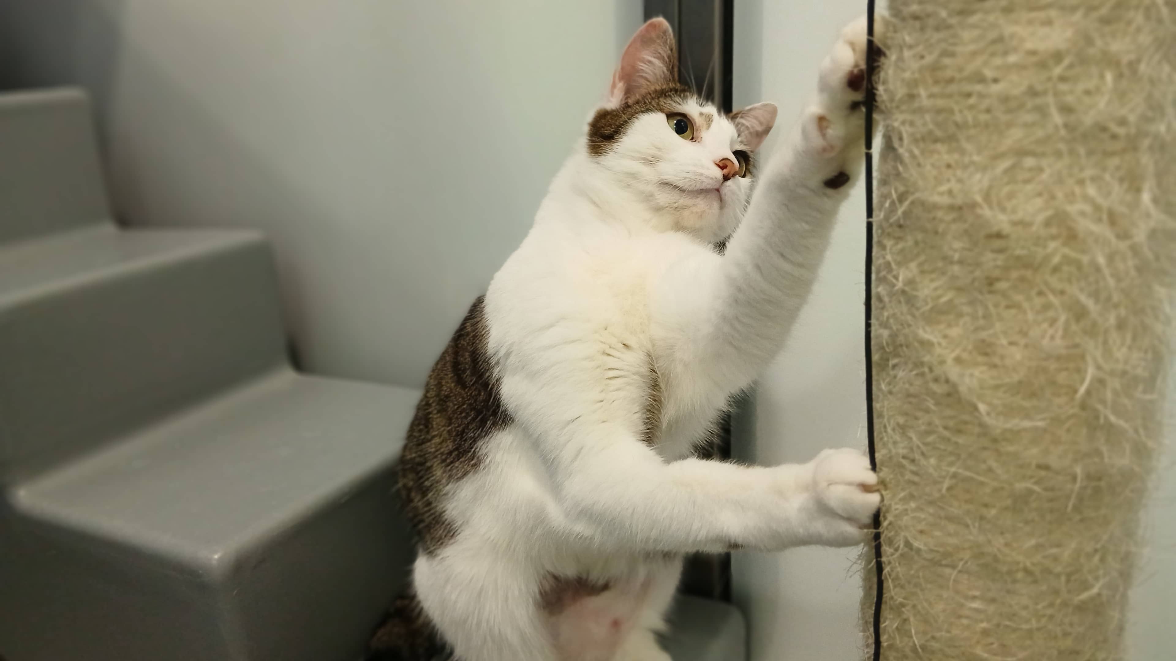 Lola Bunny, domestic shorthair for adoption in London