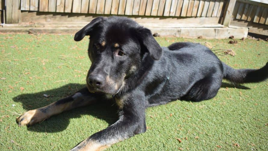 Enzo, anatolian shepherd for adoption in Old Windsor