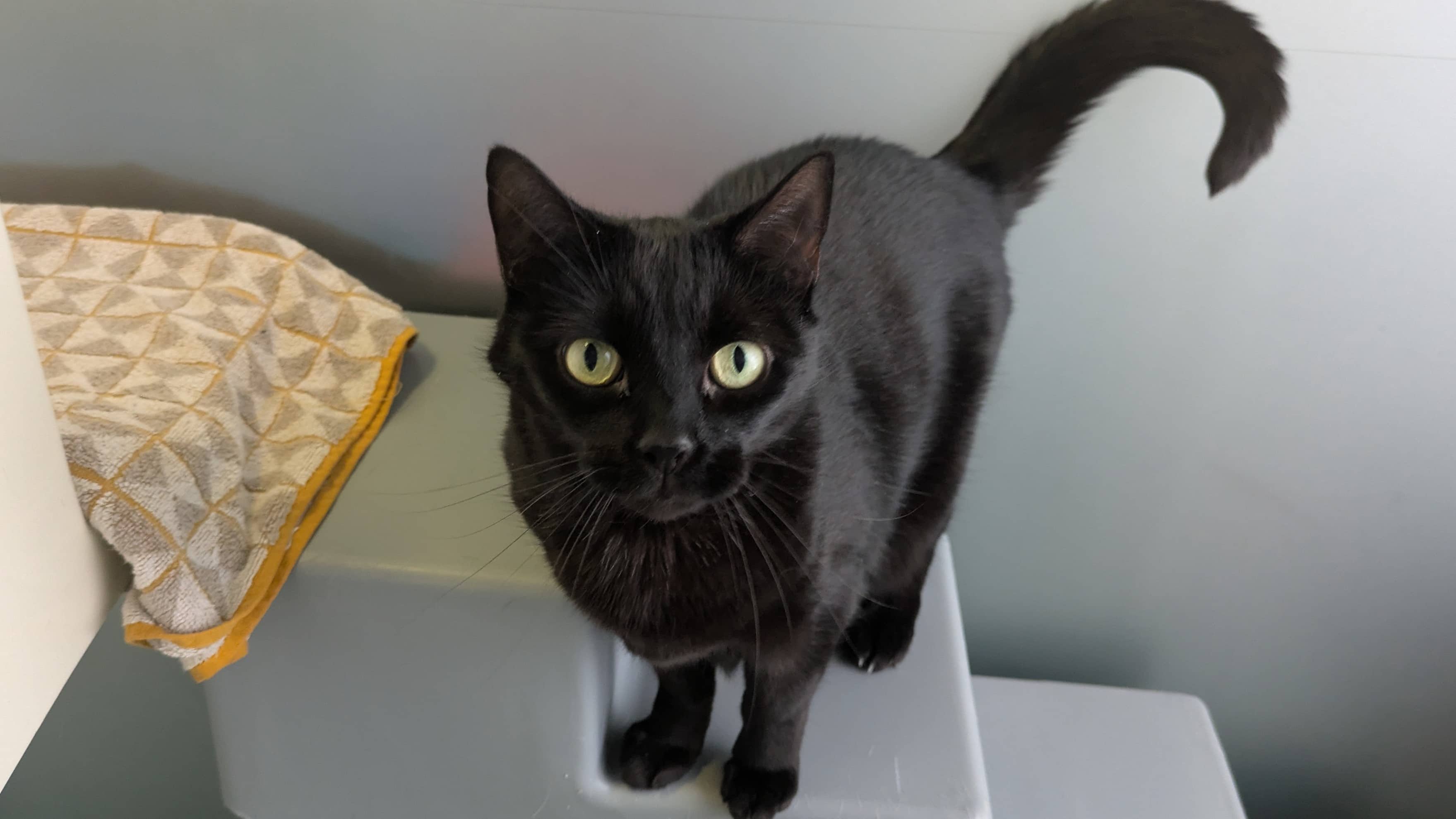 Bumblebee, domestic shorthair for adoption in London