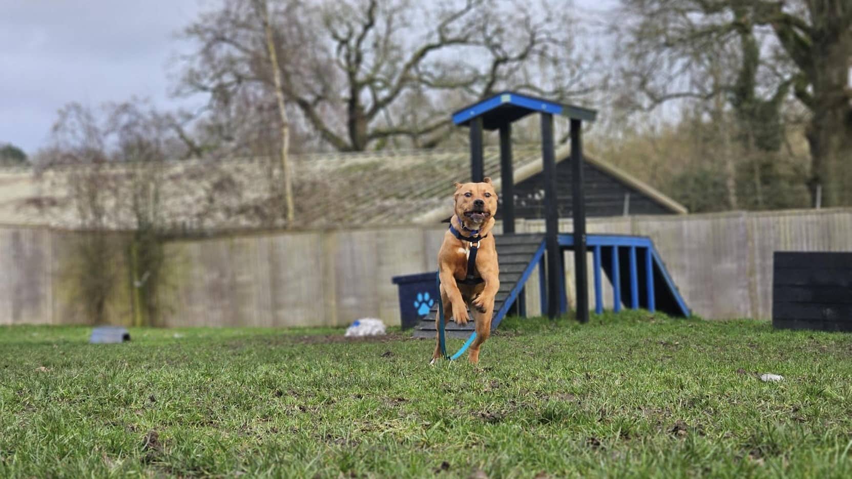 Hazel, crossbreed for adoption in Ash