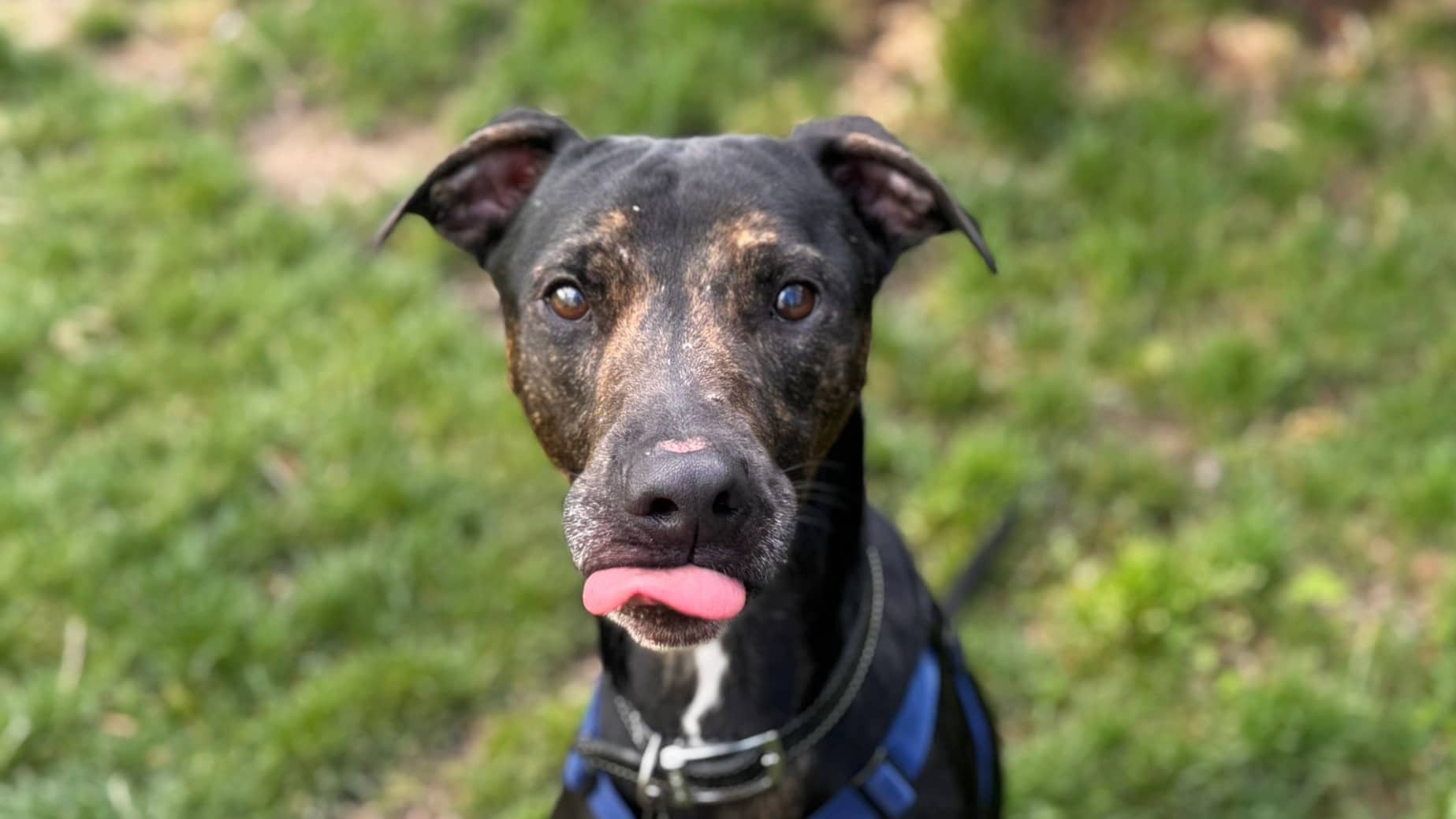 Groot, lurcher for adoption in London