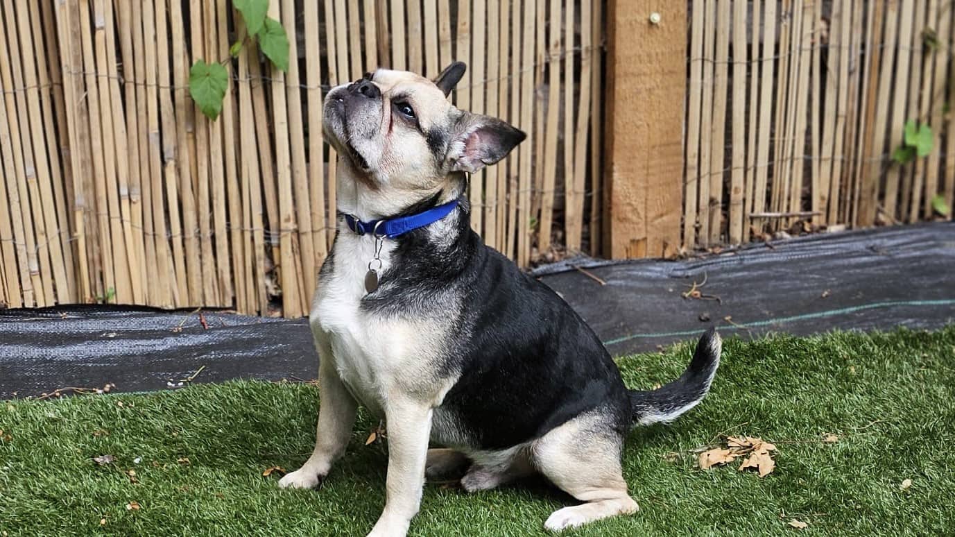 Wilt, french bulldog for adoption in London