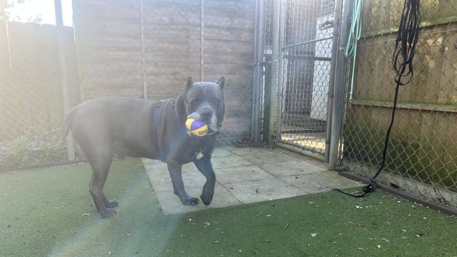 Ghosty, cane corso for adoption in Ash