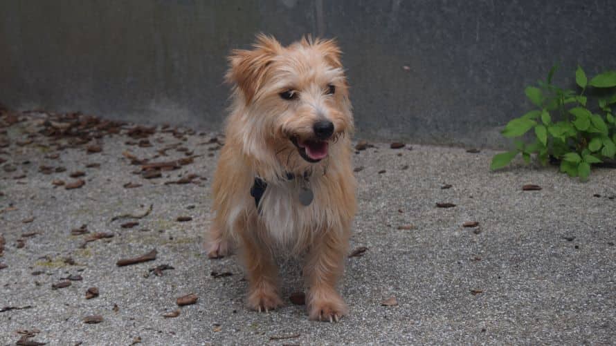 Scrabble, jack russell terrier for adoption in London
