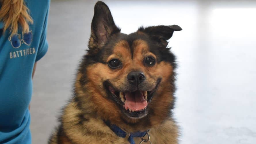 Opie, photo 6